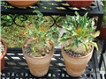 pachypodium namaquanum