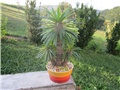 Pachypodium lamerei