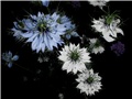 nigella2