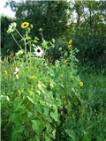 Suncokreti