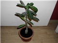adenium1