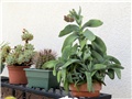 Crassula falcata