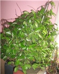 moja hoya