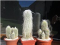 Espostoa  ritteri,  Cephalocereus senilis