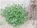 Vinica