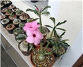 Adenium swazicum 