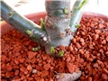 Adenium obesum caudex