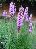 liatris