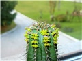 Euphorbia fruticosa