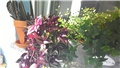 moj balkon