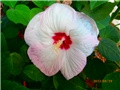 močvarni hibiskus