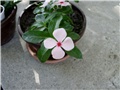 vinca6