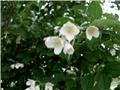  jasmin
