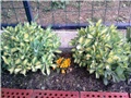 sedum
