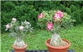 Adenium 