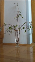 klematis