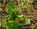 Hosta