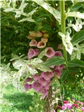 digitalis