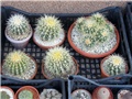 echinocactus grusonii 