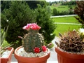 Gymnocalycium baldianum