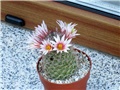 mammillaria microcarpa