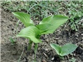 zelena hosta
