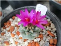 turbinicarpus alonsoi
