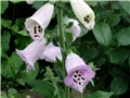 digitalis3
