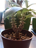 pachypodium baronii
