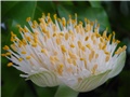 Haemanthus albiflos