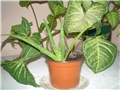 Aloja Vera 1