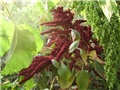 ščir - amaranthus