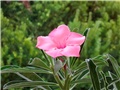 Adenium swazicum 