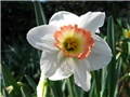 Narcissus - 