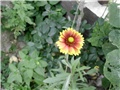  gaillardia