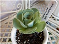 aeonium dodor
