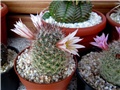 Mammillaria2