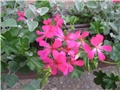 Pelargonije