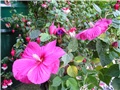 Hibiscus Moscheutos