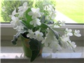 Streptocarpus