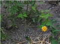 Kerria japonica Pleniflora