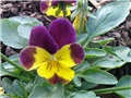 Maćuhica (Viola)