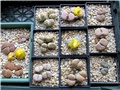 lithops