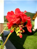 Pelargonium zonale 