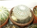 mammillaria