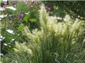 pampas