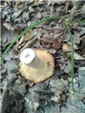Koja je ovo gljiva