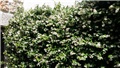 jasmin