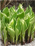 hosta