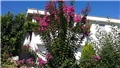 lagoerstroemia indica